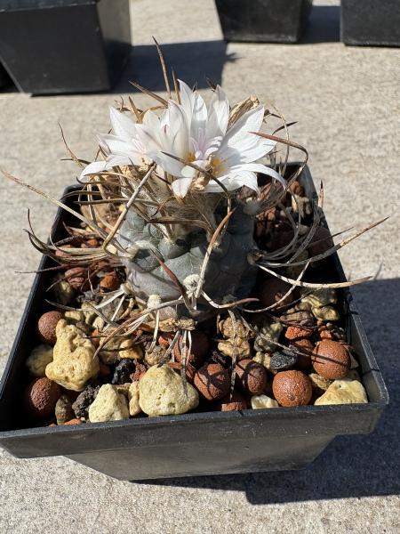 Turbinicarpus spec. lange Dornen